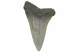 Fossil Broad-Toothed Mako Tooth - South Carolina #214584-1